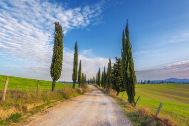 Çakıl yol yeşil servi ağaçlarıyla bahar Tuscany.