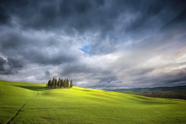 Unearly green landscapes of Tuscany, a group of cypress trees — стоковое фото
