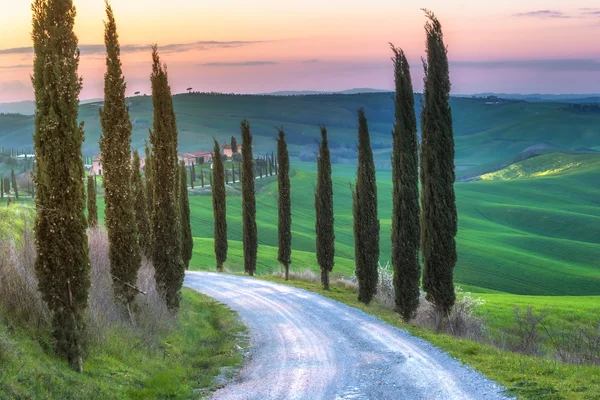 Magische reis velden van Toscane — Stockfoto