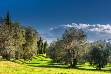 Alanları şaşırtıcı Tuscany sahada erken Bahar