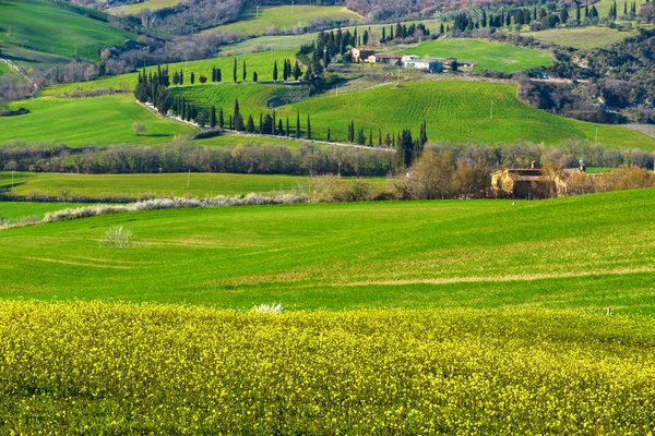 Awal musim semi lapangan di Tuscany menakjubkan bidang — Stok Foto