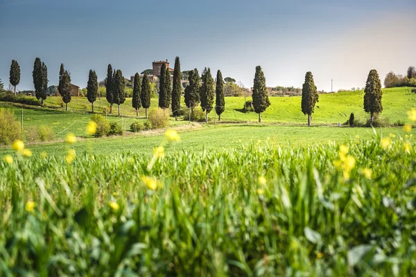 De beroemde boom op het Italiaanse platteland. — Stockfoto