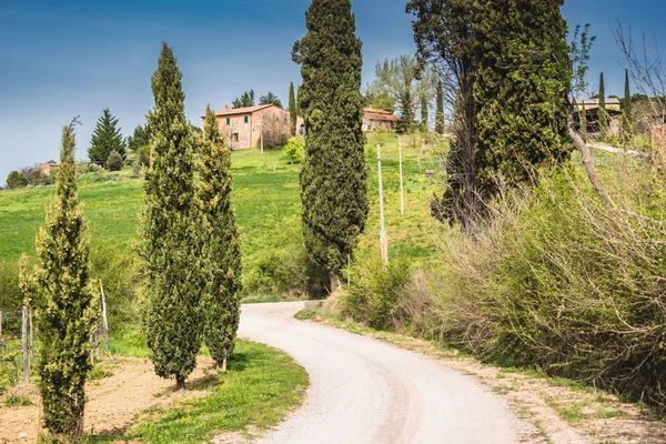 Dirty road with cypresses — Stock Photo, Image