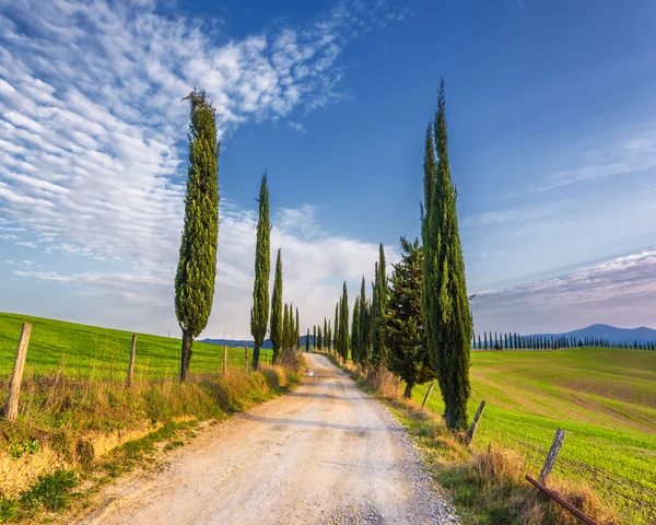 Route de gravier avec des cyprès verts au printemps Toscane . — Photo