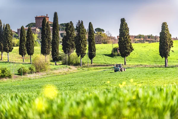 Відомі дерева в італійської сільській місцевості. — стокове фото