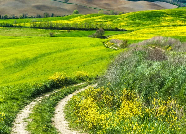 Grüne bewirtschaftete Felder, formen die Wellen. — Stockfoto