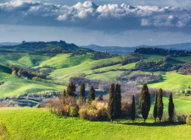 Selvi ağaçları yeşil bahar günü açık olan.