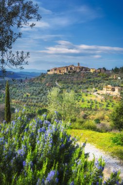 Zeytin ağaçları, Castelmuzio ile tepedeki antik kenti.