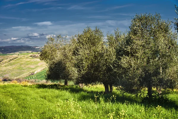Oliveiras e campos da Toscana em crete senesi, Itália — Fotografia de Stock