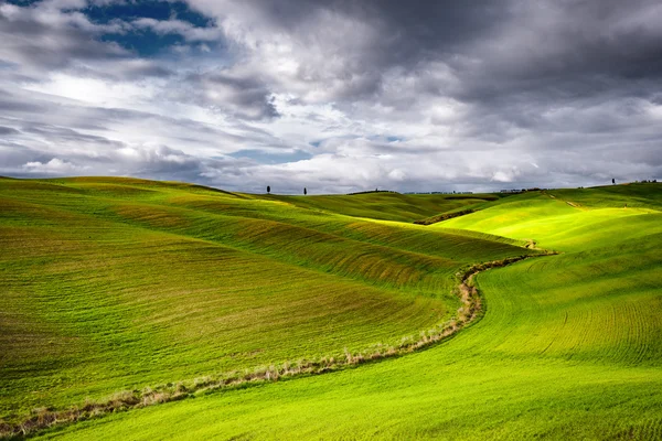 Nieziemska zielonych krajobrazów Toskanii, Grupa cyprysów — Zdjęcie stockowe