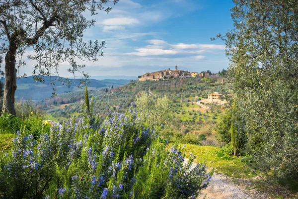 Oude stad op een heuvel met olijfbomen, Montepulciano. — Stockfoto