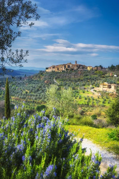 Ancienne ville sur une colline avec des oliviers, Castelmuzio . — Photo