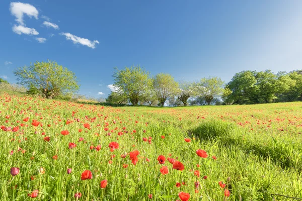 Mohnblumen unter Olivenbäumen in der Toskana. — Stockfoto