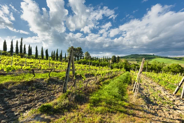 Green vineyards emerging buds of grapes in spring day. — Stock Photo, Image