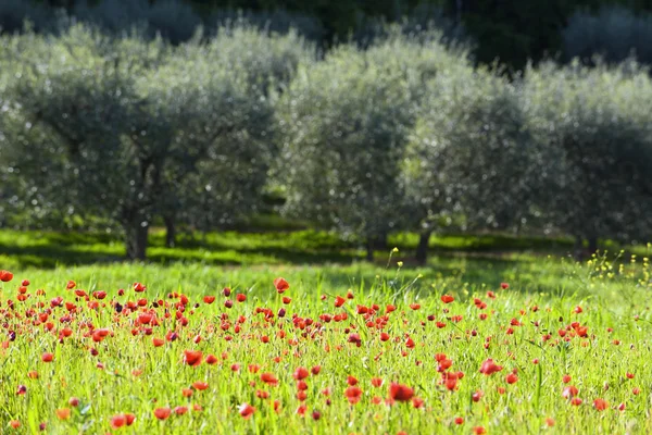 Bunga liar bermunculan di bawah pohon zaitun di Tuscany . — Stok Foto