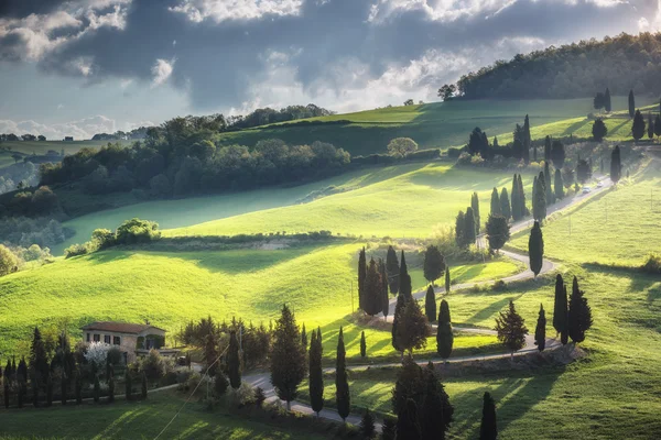 Le spighe di grano di primavera in giorno di tempo di primavera — Foto Stock