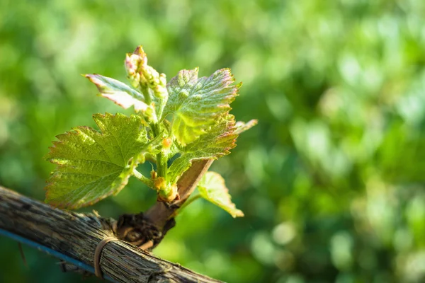 Nauwe blik op de jonge wijngaarden. — Stockfoto