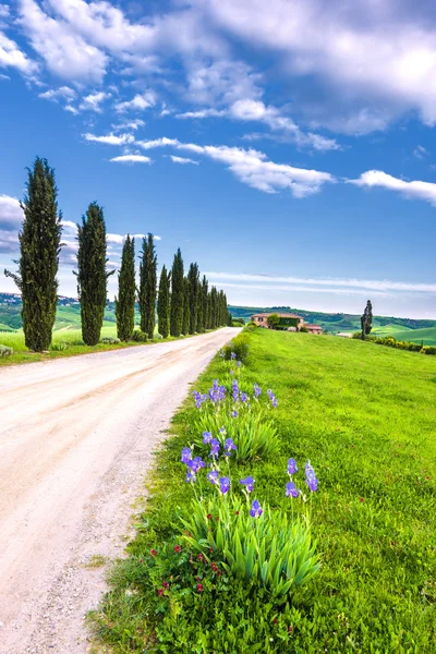 Spring green and blooming flowers on the way to the village. — Stock Photo, Image
