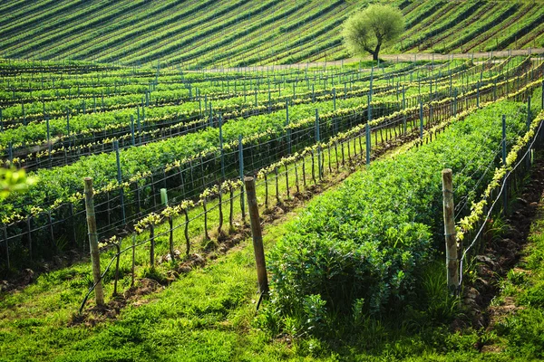 Pianta piantata tra i vigneti italiani, Favino . — Foto Stock