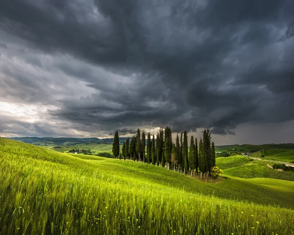 Spring storm weather with sunset over the cypress trees in Tusca — Stock Photo, Image