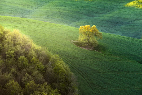 Tavaszi land a zöld mező közepén egy magányos fa. — Stock Fotó