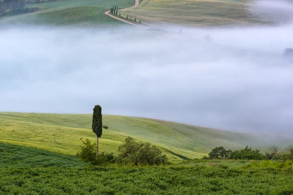 Erstaunliche Landschaft idyllischer Landschaft mit sanften Hügeln verschleiert — Stockfoto