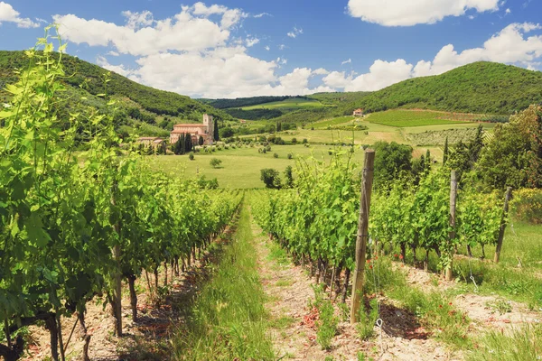 Виноградники Тосканы под весенним солнцем . — стоковое фото
