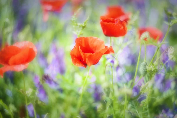 Full color meadow with dominant red color blured flowers. — Stock Photo, Image