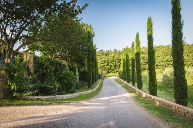Cypress keşfi yol bahar hava.