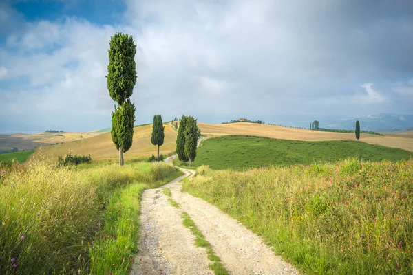 Sökvägen som riden av traktorer under skörden i Toscana. — Stockfoto