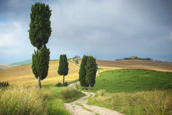 Sökvägen som riden av traktorer under skörden i Toscana. — Stockfoto