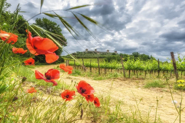 Kebun anggur hijau tunas muncul dari anggur pada hari musim semi . — Stok Foto