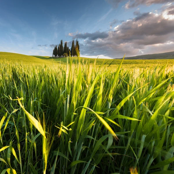 Green landscape in pensive spring season. — Stock Photo, Image