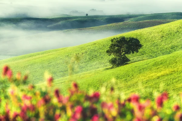 Wunderbarer Nebel auf Feldern und zwischen den Bäumen auf Hügeln. — Stockfoto