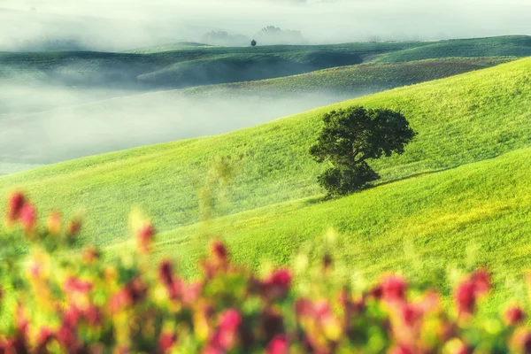 Maravillosa niebla en los campos y entre los árboles en las colinas . —  Fotos de Stock