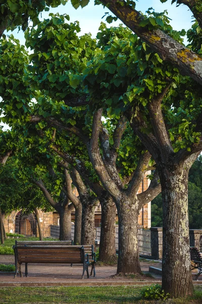 Banco en el parque entre los árboles. — Foto de Stock