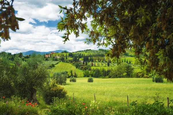 Прекрасный весенний пейзаж с виноградниками и оливковыми деревьями . — стоковое фото