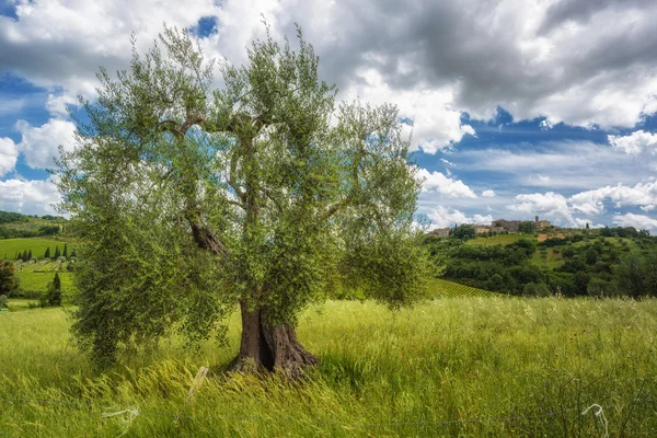 Красивий весняний пейзаж з виноградниками та оливковими деревами . — стокове фото
