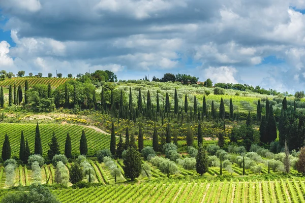 Fantastic spring morning in the meadows Tuscany. — Stock Photo, Image