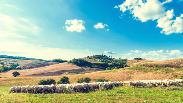 Toskánská ovce na zelené trávě na pozadí krásné lan — Stock fotografie