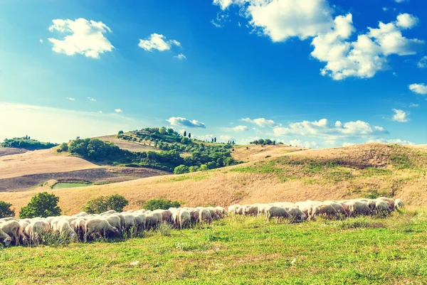 Toskańskie owiec na zielonej trawie w tle piękne lan — Zdjęcie stockowe