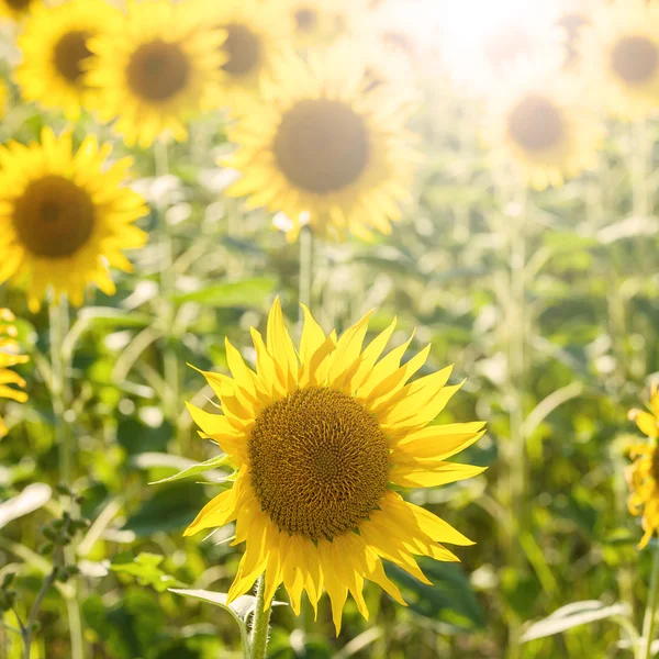 Champ solaire d'or de tournesols en Toscane, Italie — Photo