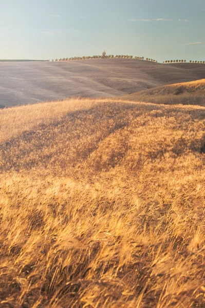 Gold field at sunset in Tuscany, Italy — Stock Photo, Image