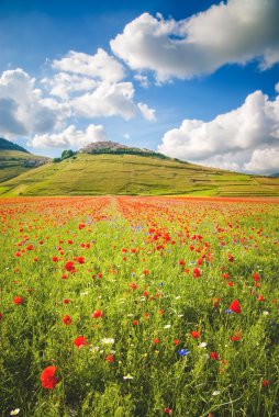 día de verano en la zona hermosa y colorida de castelluccio di