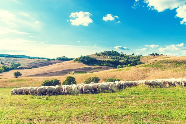 Toskánská ovce na zelené trávě na pozadí krásné lan — Stock fotografie