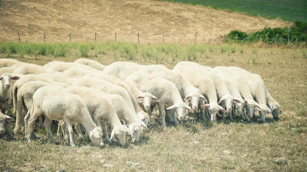 Schafe auf einem Feld fressen Gras an einem Sommertag in der Toskana — Stockfoto