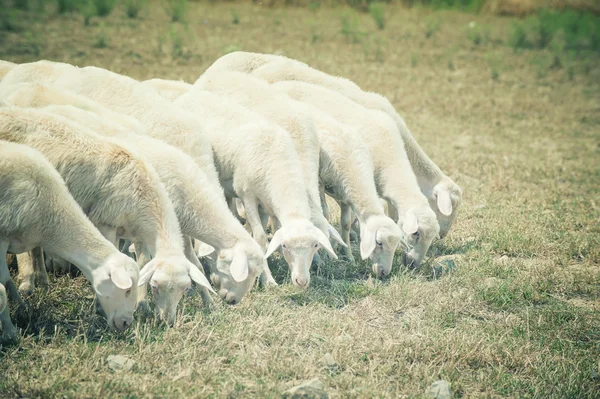 Owce w dziedzinie jedzenia trawy na lato Toskanii dnia — Zdjęcie stockowe