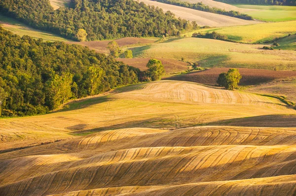 Welliges und vergoldetes Feld in der Sommersonne — Stockfoto