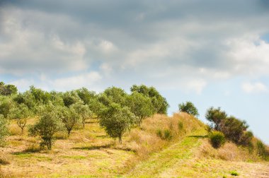 Olive grove, bulutlar ve gökyüzü arka plan üzerinde
