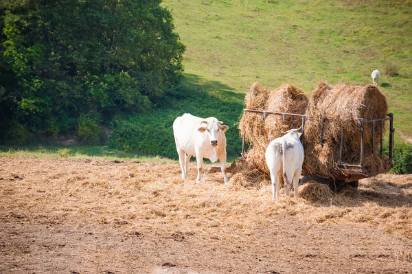 Білий корів, котрі пасуться на лугу, введіть у chianina — стокове фото